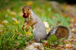 Uno scoiattolo con una castagna in bocca