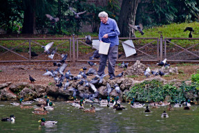 Un anziano dà da mangiare agli animali del laghetto
