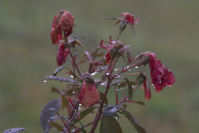 Pianta di rosa ormai appassita, con i fiori e le foglie grondanti di pioggia
