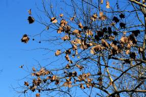 Ramo pieno di foglie secche, visto dal basso. Sullo sfondo, il cielo blu intenso