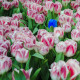 Campo di tulipani: uno è blu